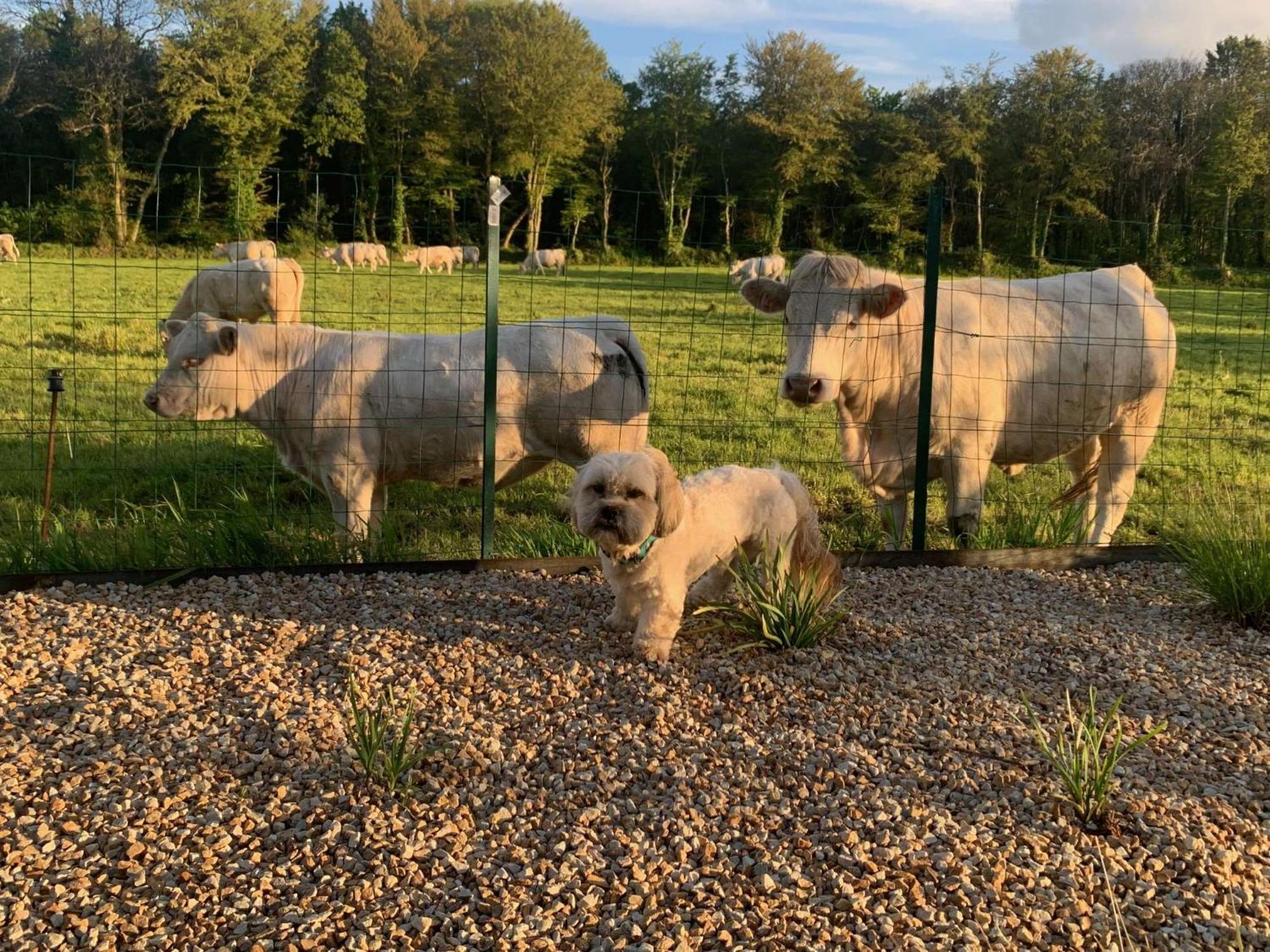 Brit Hotel Lannion-Perros Guirec エクステリア 写真